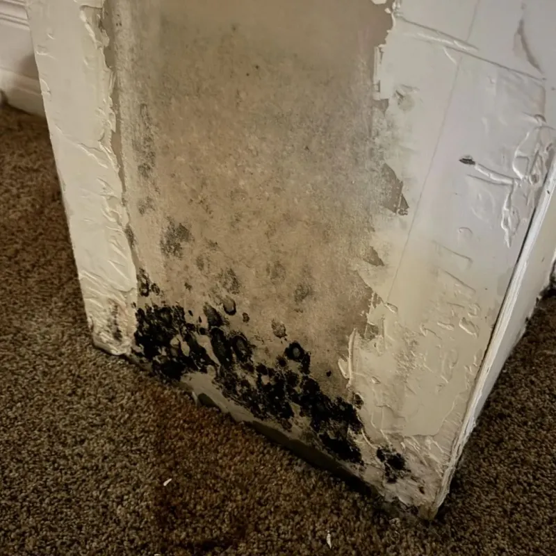 Professional Mold Removal in Lecompte, LA